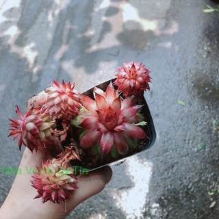 Sen Đá Phật Bà Đỏ