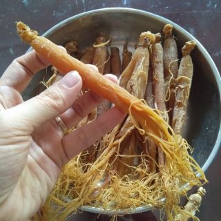 100gr củ nhân sâm khô ,hong sam , sam rau