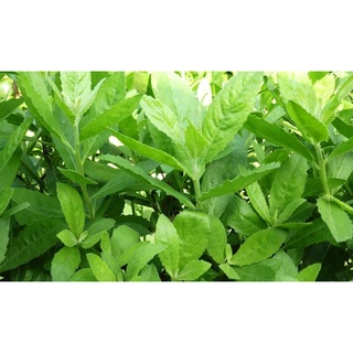 01kg cây đại bi khô 981sp