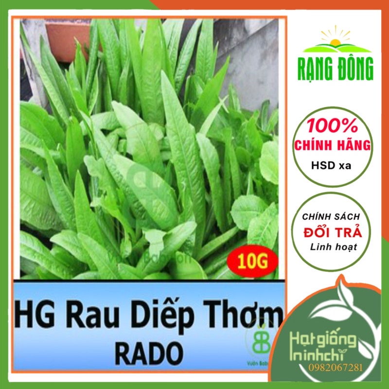 Hạt giống  Rau Diếp Thơm RADO, gói 10g, rau củ quả Rạng đông trồng ban công, sân thượng