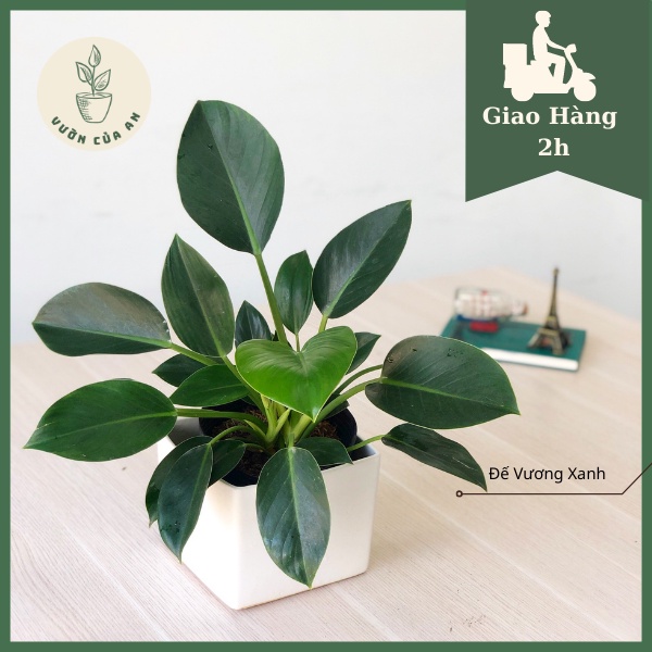 Cây trầu bà đế vương canh, cây phong thủy trồng trong nhà, hút tài lộc trang trí nội thất, vườn của an