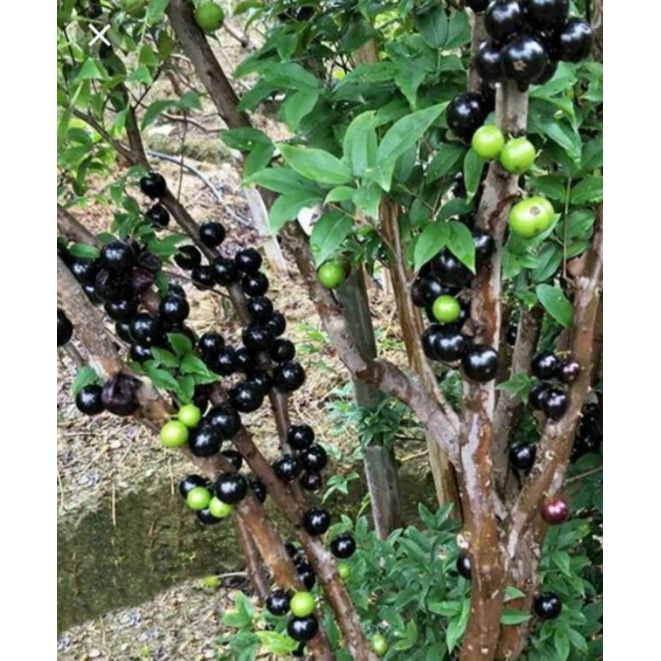 Nho Thân Gỗ Tứ Quý Cho Trái Quanh Năm