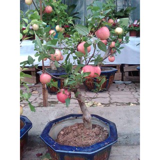 🍑🍑 HẠT GIỐNG TÁO ĐỎ LÙN 25 hạt 🍑🍑