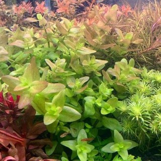 Cây thủy sinh LỆ NHI lá nước