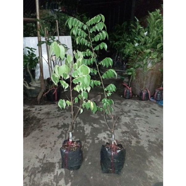 Cây khế chua, cây khế ngọt