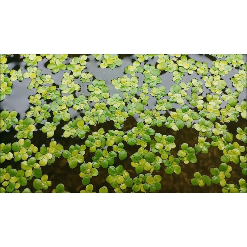 50 cây Bèo tía rễ đỏ | Bèo thủy sinh