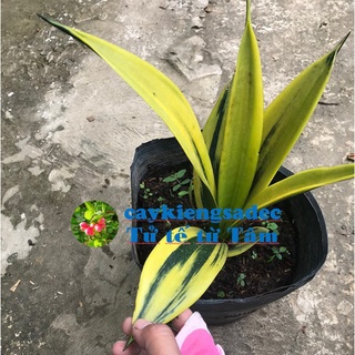caykiengsadec cây lưỡi hổ hoàng kim+ tặng  phân bón - hoa kiểng lá - trang trí nội thất cảnh quan ngoài trời sân vườn