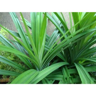 Lá dứa tươi, lá nếp thơm 300gr