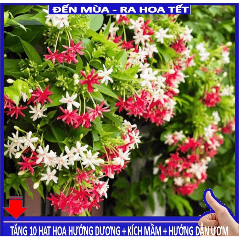 Shop 1k - Hạt giống hoa sử quân tử GÓI 10 HẠT (tặng kèm Thuốc kích mầm + 5 hạt hướng dương lùn siêu bông)