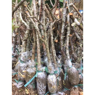 cây mận hậu