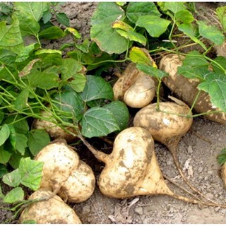 40h Hạt Giống Củ Đậu (Pachyrhizus erosus)