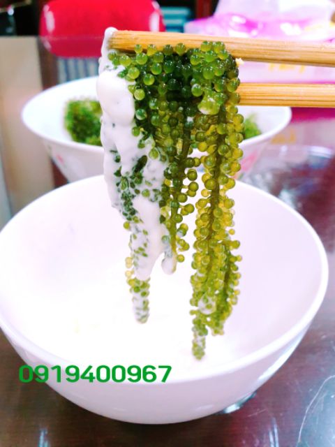 Rong Nho Biển Tách Nước 100gr kèm 1 sốt mè. Đạt Tiêu Chuẩn Xuất Khẩu. | BigBuy360 - bigbuy360.vn