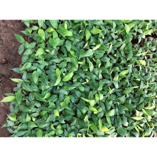 Cây giống chuối già nam mĩ sdt 0398146869