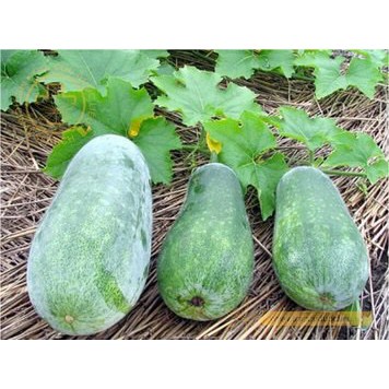 Hạt giống bí đao F1 Loại siêu trái dễ trồng dễ chăm sóc kháng sâu bệnh năng suất cao [ Gói 100gram ,200gram,500gram]