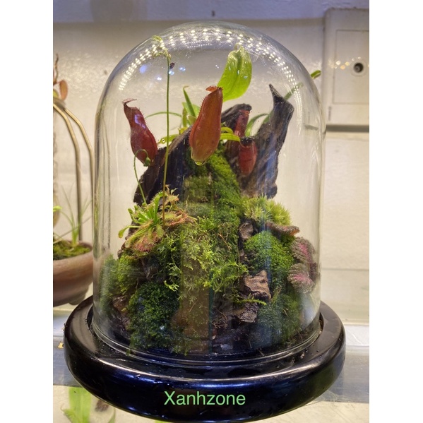 cây nắp ấm, cây đã thuần chậu trong nhà, set bình terrarium