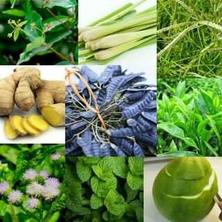 TÚI LỌC GỘI ĐẦU THẢO DƯỢC