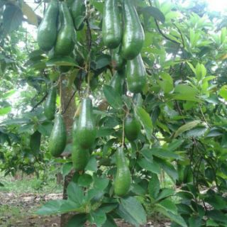 Cây bơ trái dài 034