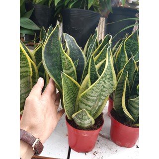 cây lưỡi hỗ 1 chậu 3 cây