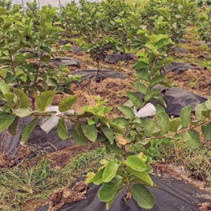 10 TẤM BẠT PHỦ ĐẤT CHỐNG CỎ KHỔ 1.5*1.5M (BẦU ƯƠM THÔNG MINH V6, KHAY TÚI , DỊCH TRUYỀN CHO CÂY..)