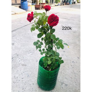 Combo 3 cây Hồng ngoại red eden (hồng leo cây giống)