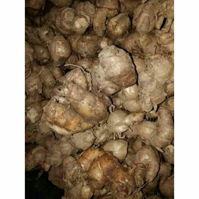 1kg địa liền