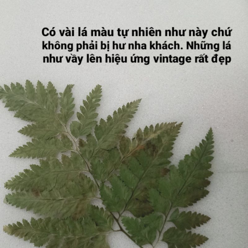 Lá dương xỉ mềm ép khô màu sắc tự nhiên dùng trong handmade