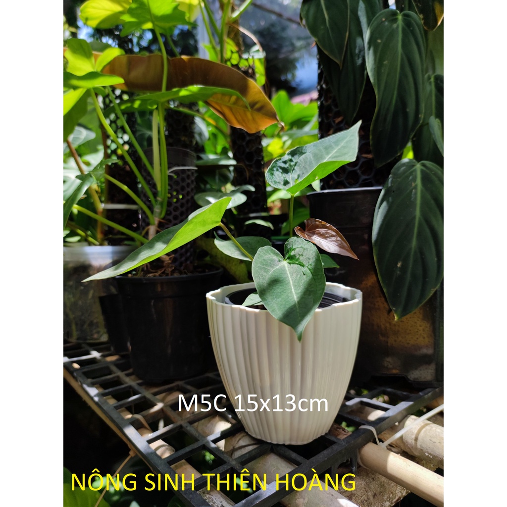 Chậu mai trắng nhựa cứng trồng hoa , xương rồng 15x13 cm