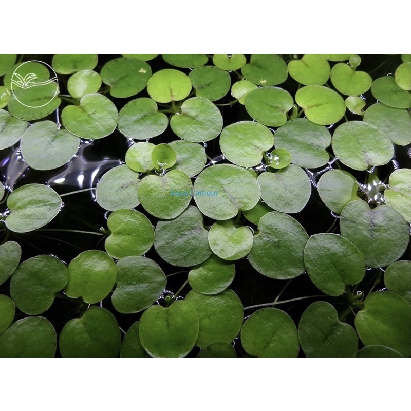 Limnobium laevigatu - Bèo Nhật - Cây Thuỷ Sinh