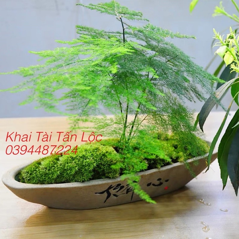 Chậu cây , hồ cá và ông lão câu cá tí hon để bàn trang trí