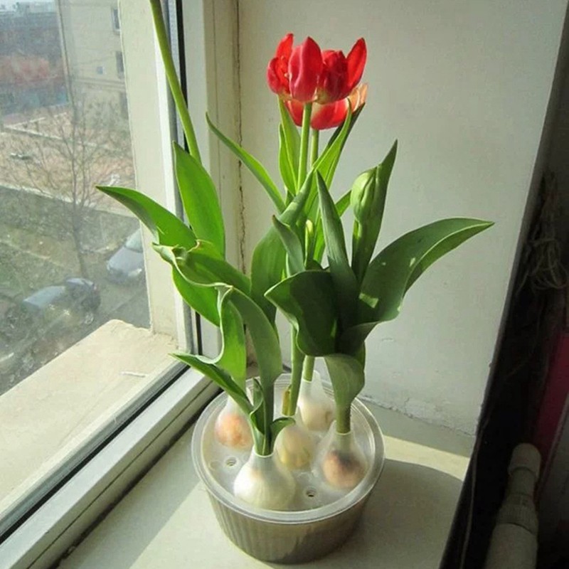 2 Set Chậu Hoa Tulip 5 Lỗ Độc Đáo