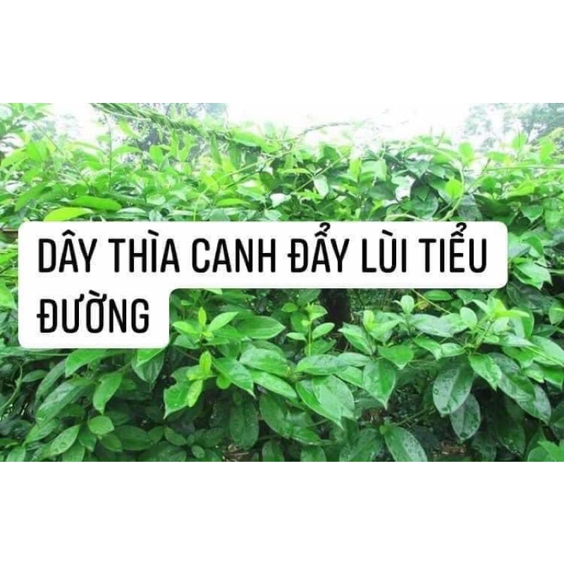 Dây thìa canh khô 1kg hạ đường huyết