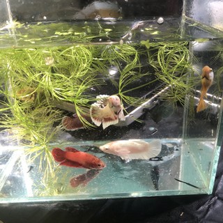 BETTA COMBO 5 BÉ THUỶ SINH