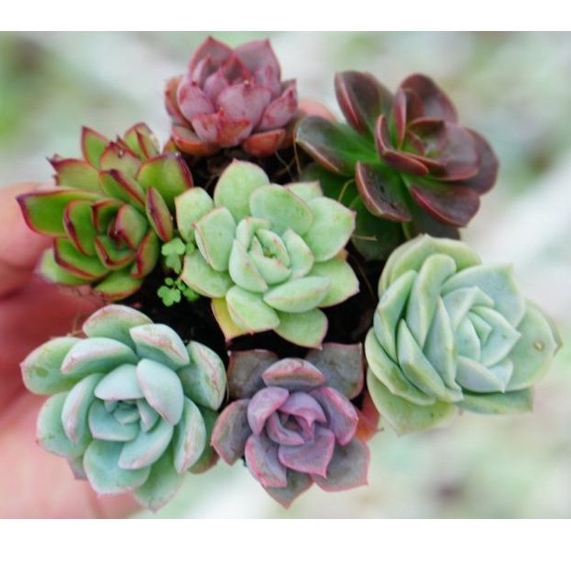 Sen Đá Mini Đà Lạt Combo 5 loại khác nhau size mini 3cm 🌲Mix Màu ngẫu nhiên 🌲Lỗi 1 đổi 1🏜️ Mua 2 set Tặng 1 Cây