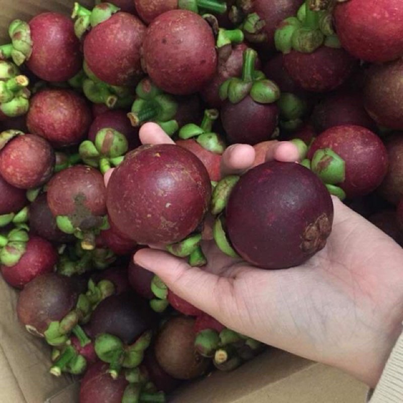 Măng Cụt Trái To Lái Thêu