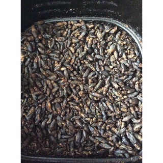 dế mèn rang sấy khô 50g ảnh minh hoạ(bảo hành)