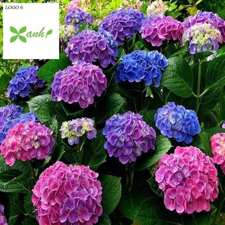 Hạt giống Cẩm tú cầu mix (10 hạt)
