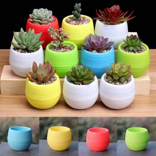 Chậu cây mini ( 1 chậu)