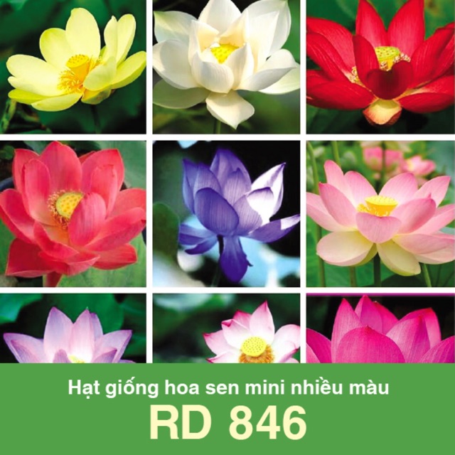 Hạt Giống Sen Mini Mix 846 (5 hạt)