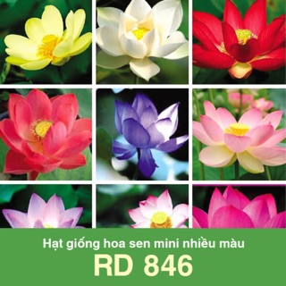 Hạt Giống Sen Mini Mix 846 (5 hạt)