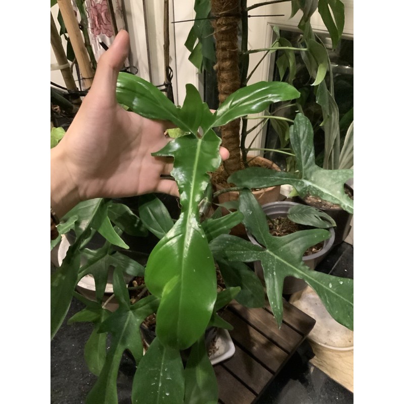 Trầu Bà Cánh Én - Philodendron Florida