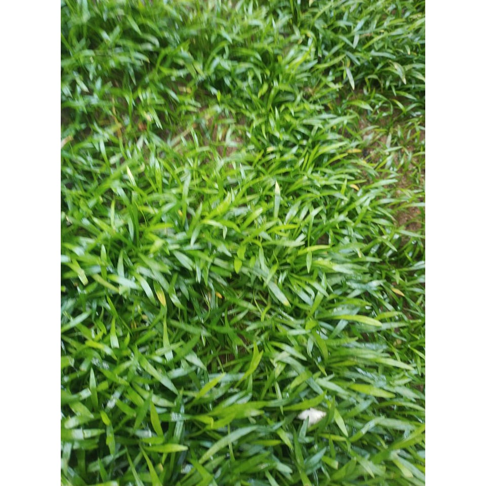 Cây Cỏ lưỡi rắn ( huệ nước) thủy sinh