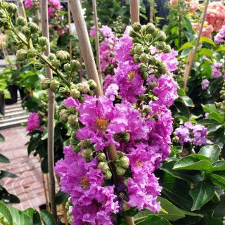 Cây Bằng Lăng Thái Loại Siêu Bông