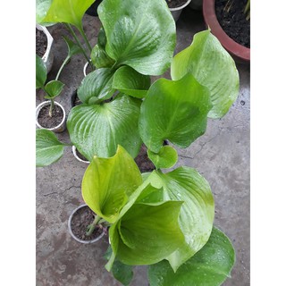 Cây ngải lục bình