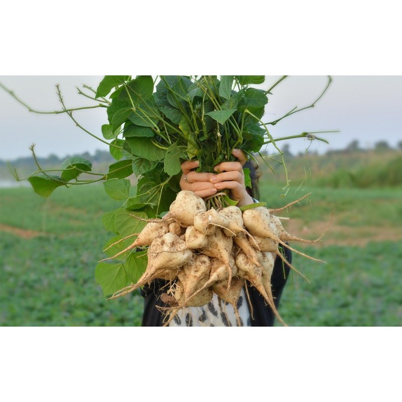Hạt giống củ đậu siêu trái  siêu dễ trồng kháng bệnh tốt năng suất cao cửa hàng hạt giống uy tín