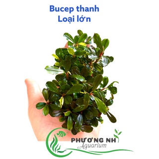Cây Bucep dạng thanh