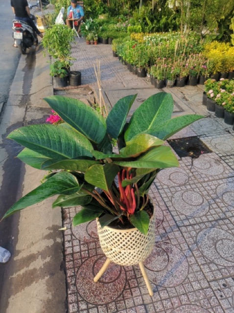 Chậu cây mây tre đan
