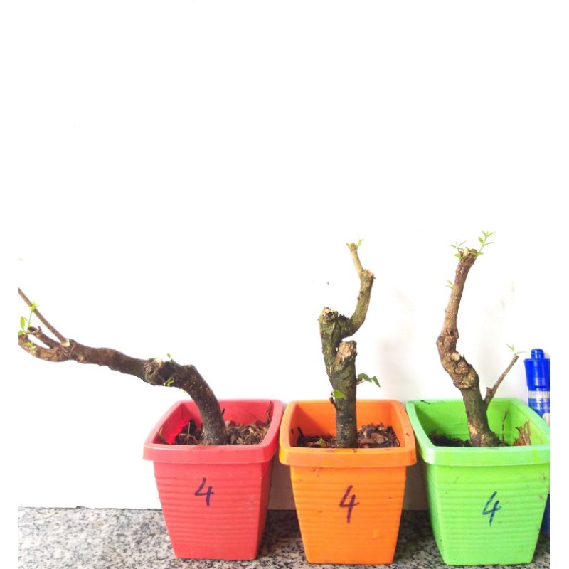Mai Chiếu thủy gốc quái