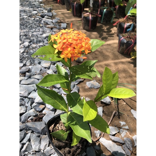 cây bông trang Mỹ cam
