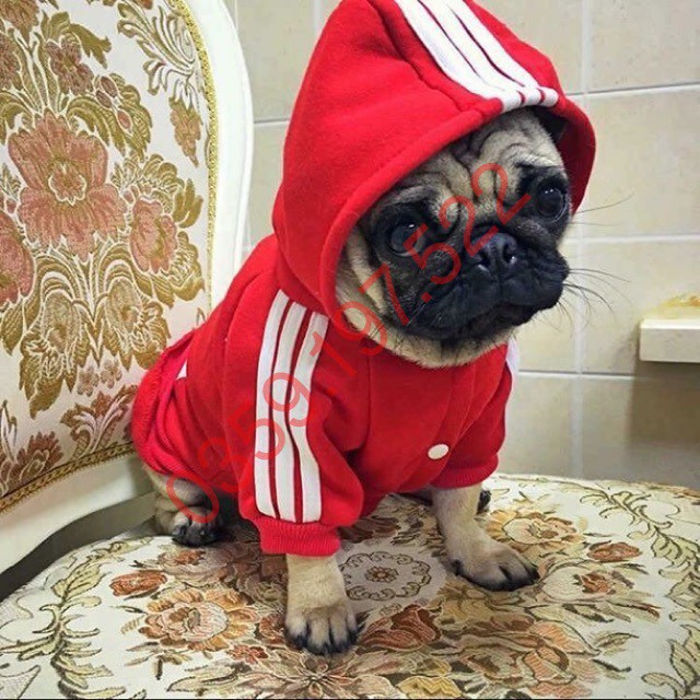 Quần áo chó mèo