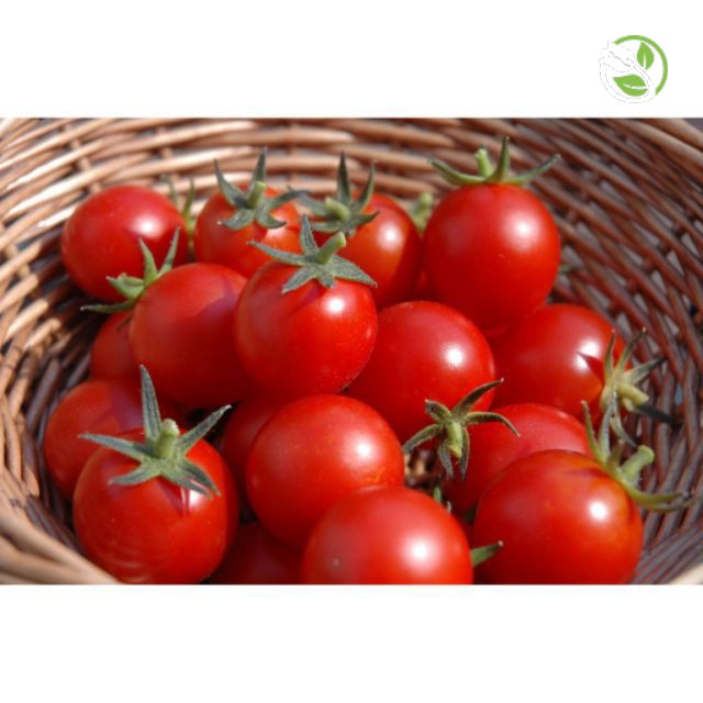 Hạt Giống Cà Chua Bi F1 PN-99 Phú Nông - Gói 0.1g - Cherry Tomato